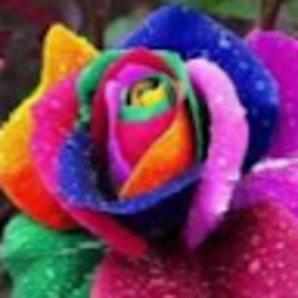 michellewhit524
